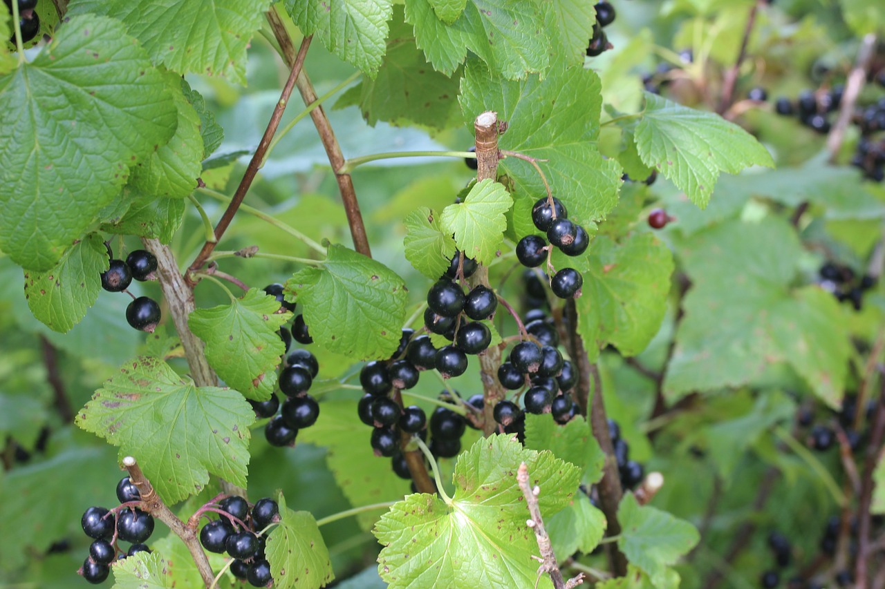 black currants bed green free photo