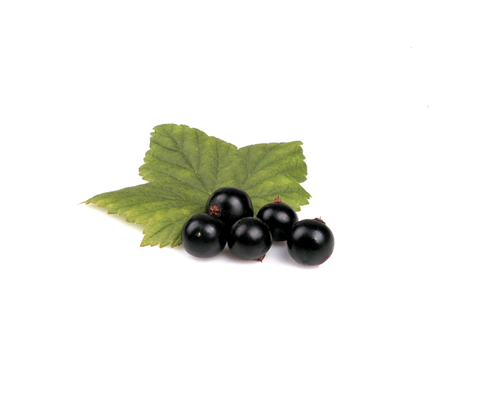 berry black food free photo