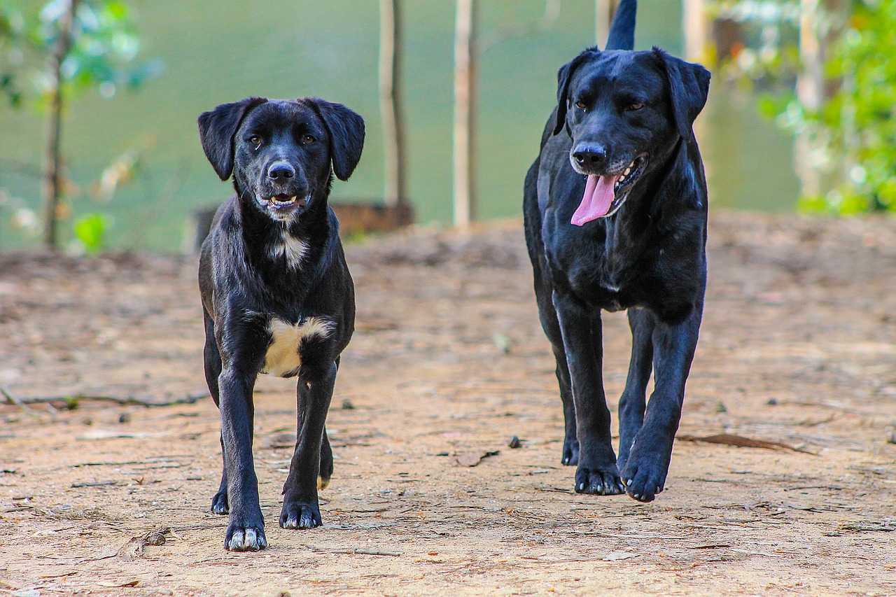 black dog two dogs adult dog free photo