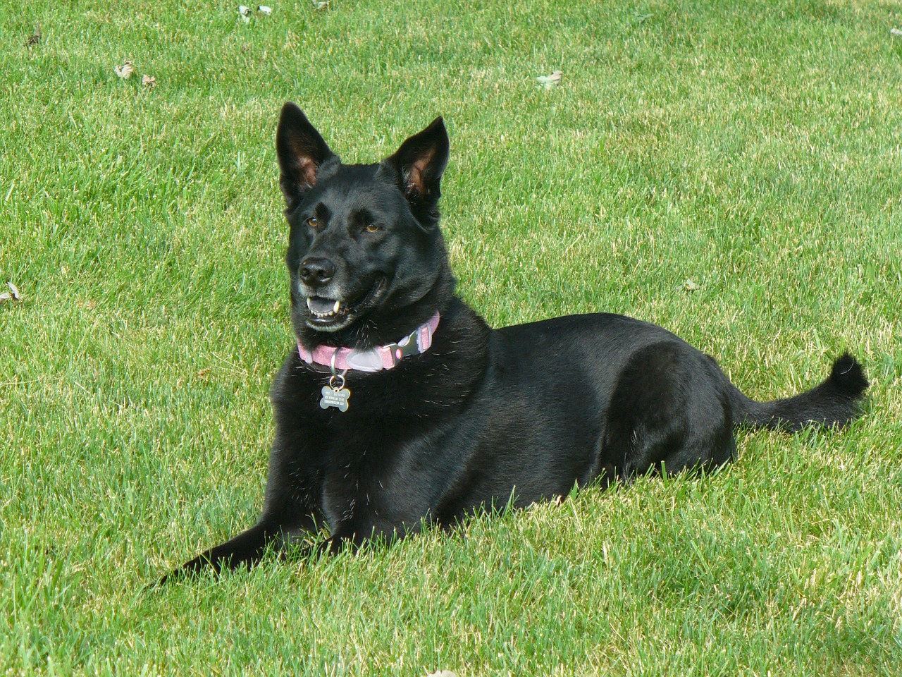 black dog black tongue dog free photo