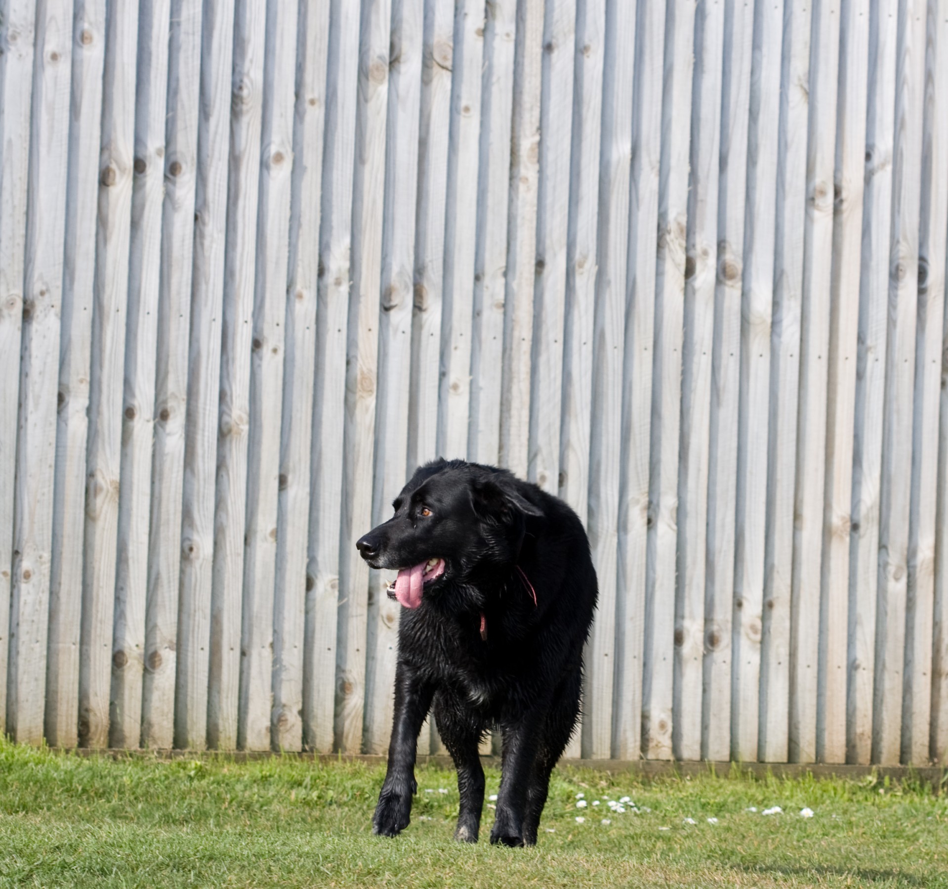 dog black labrador free photo