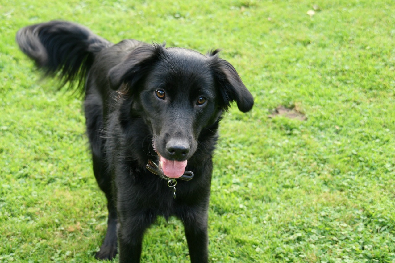 black dog playful dog retriever free photo