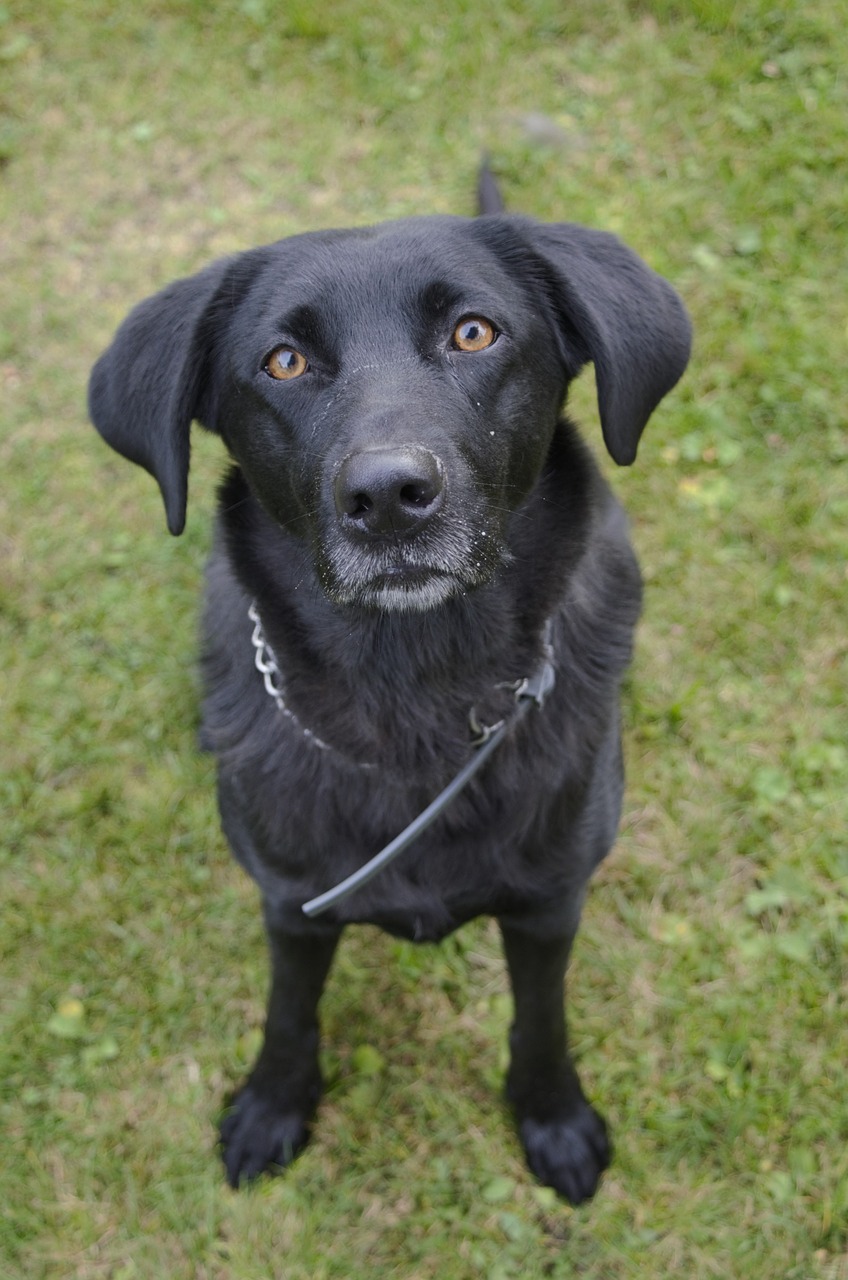 black dog animal a hybrid free photo