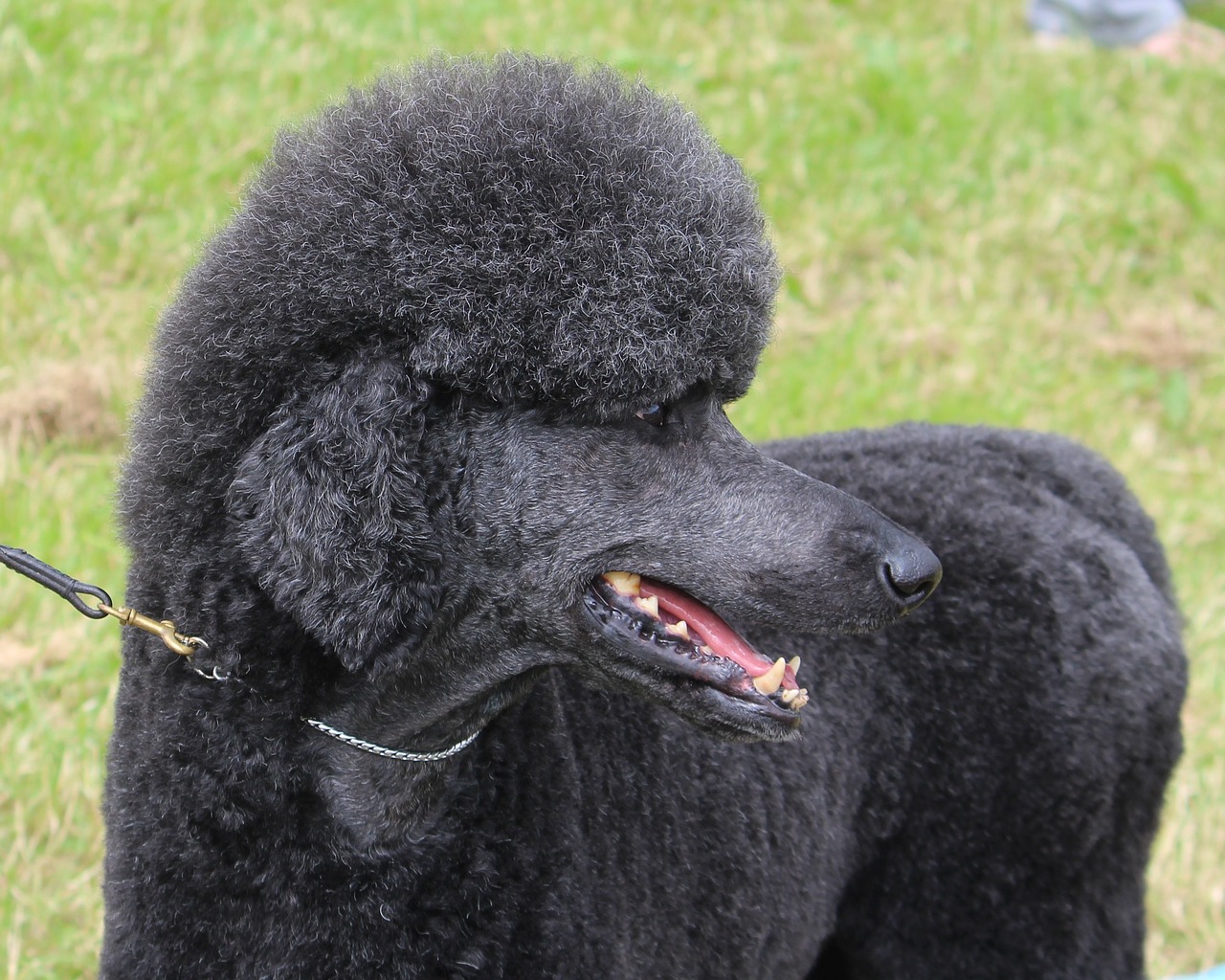black dog poodle animal free photo