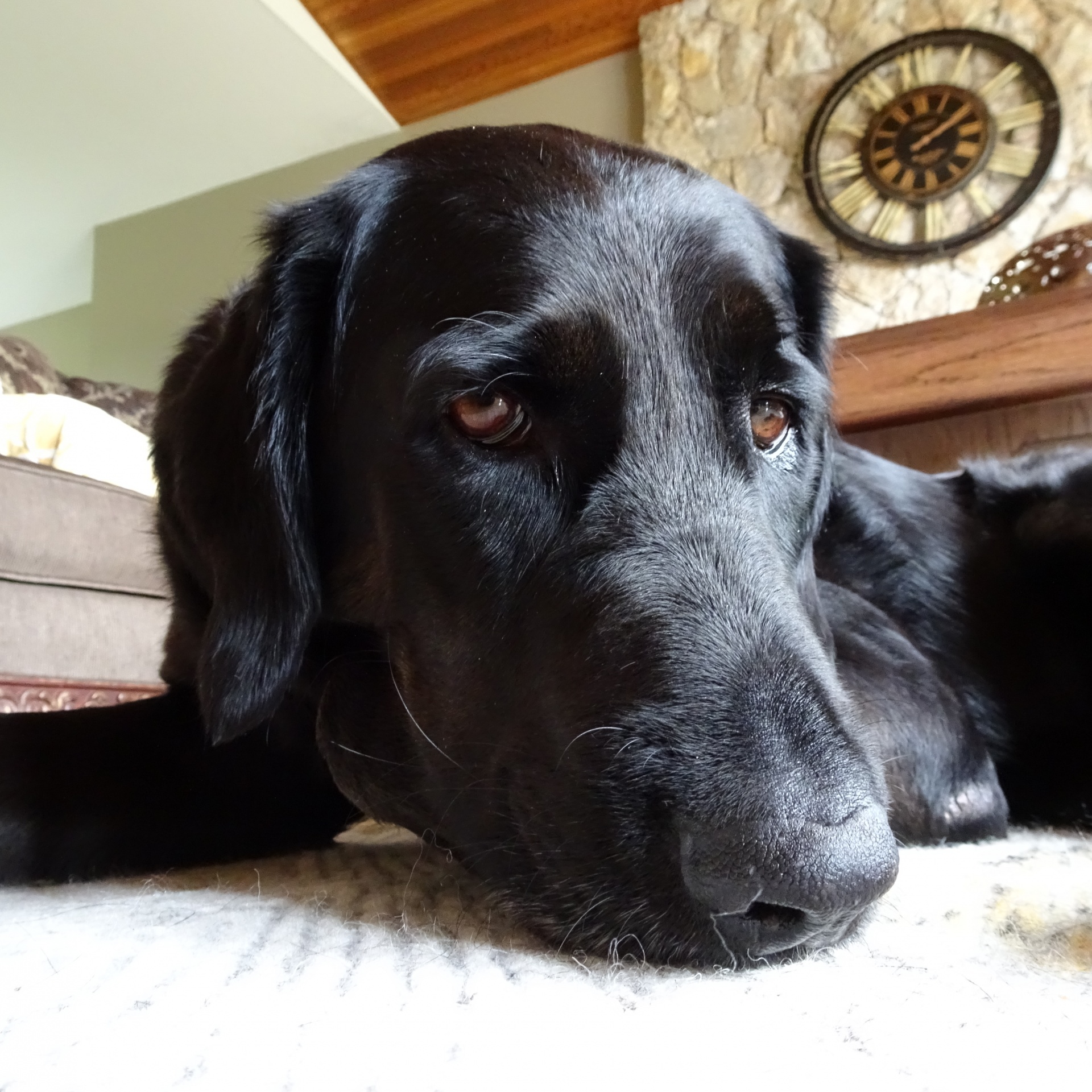 black dog closeup free photo