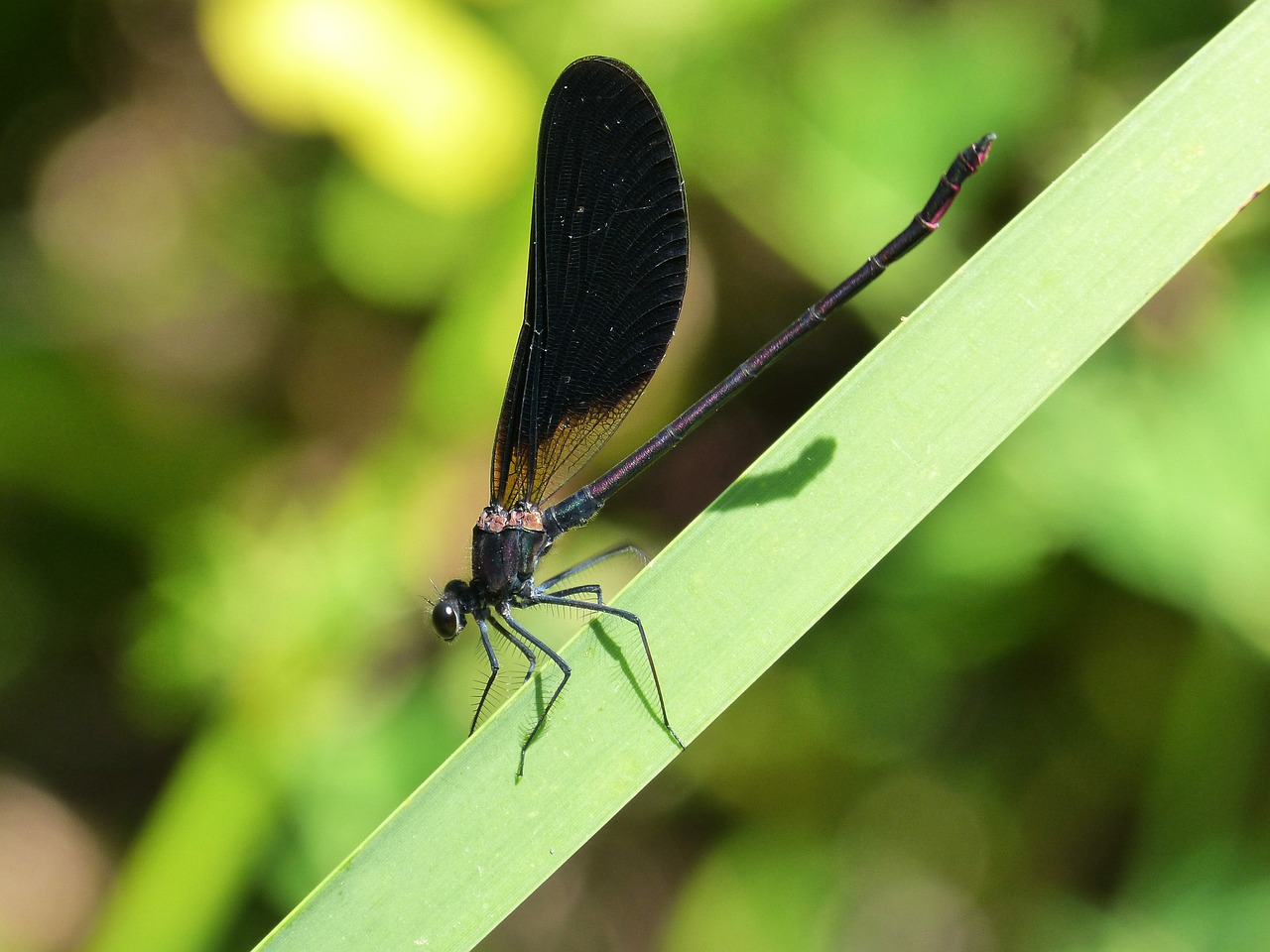 black dragonfly detail beauty free photo