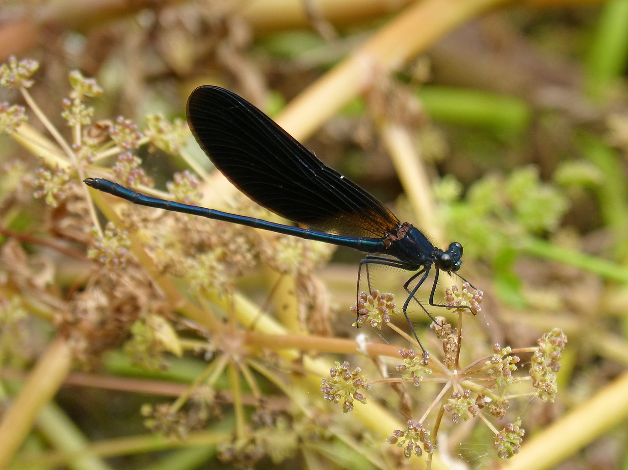 black dragonfly damselfly wetland free photo