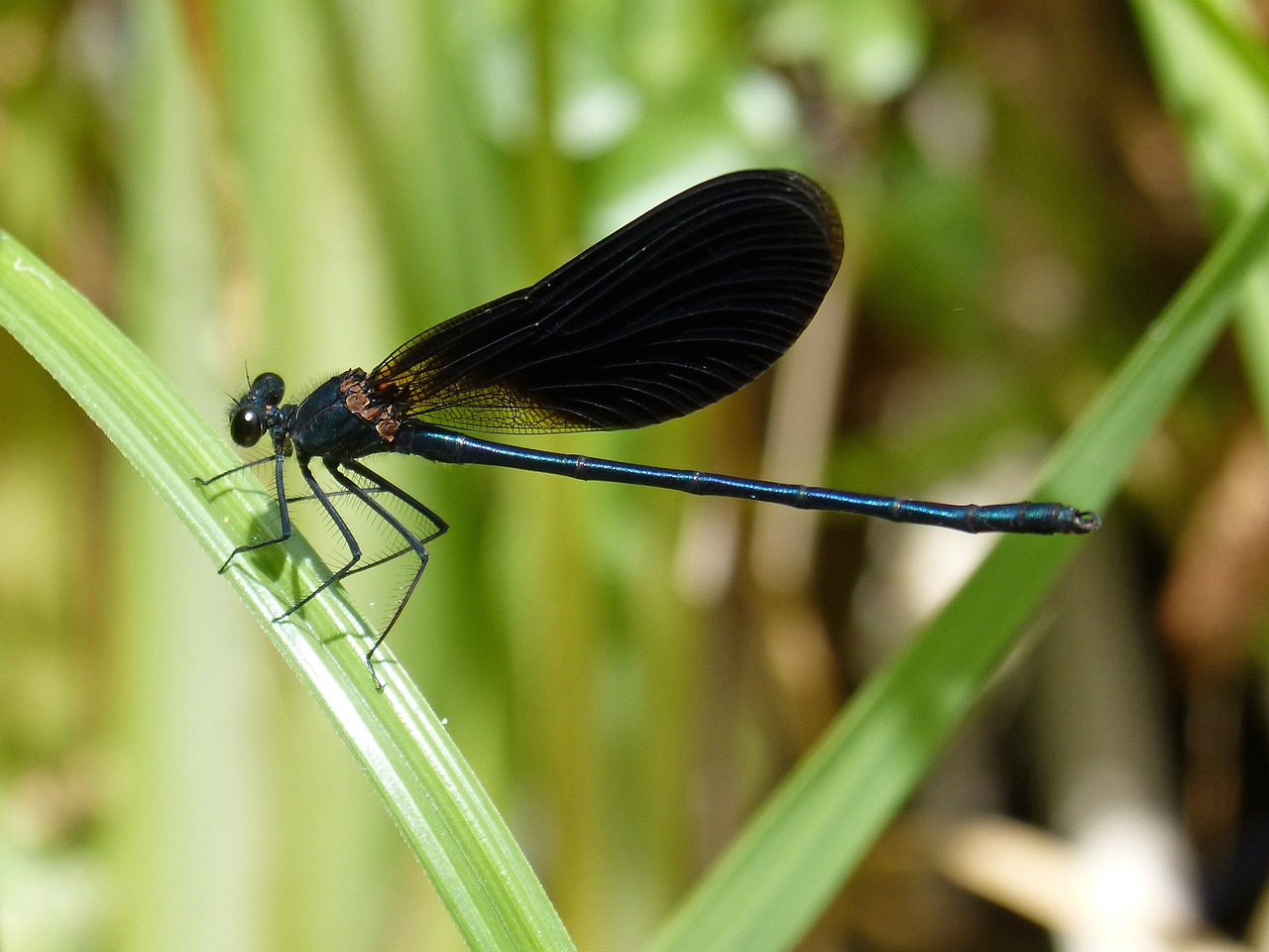 black dragonfly damselfly wetland free photo