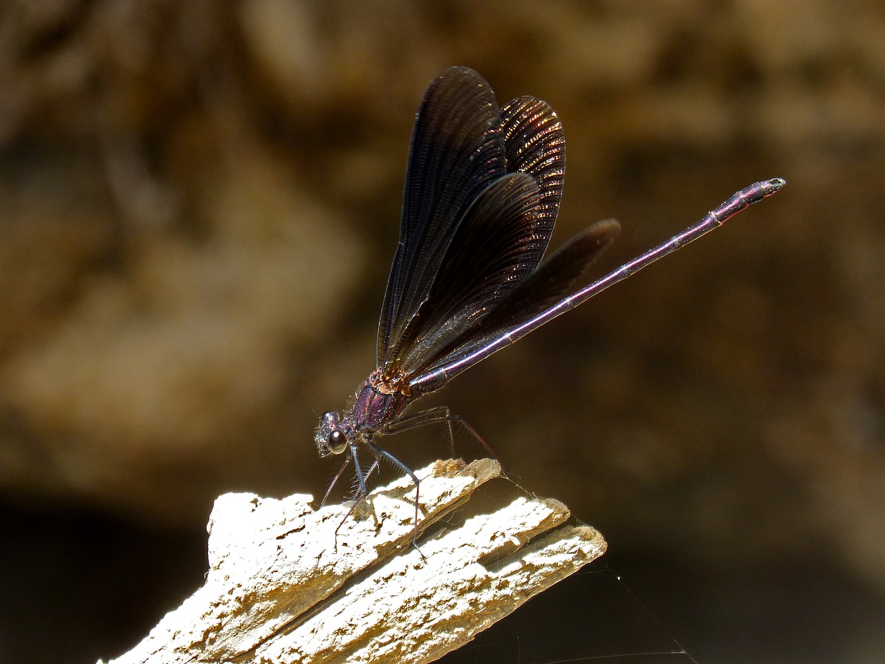 black dragonfly damselfly wetland free photo