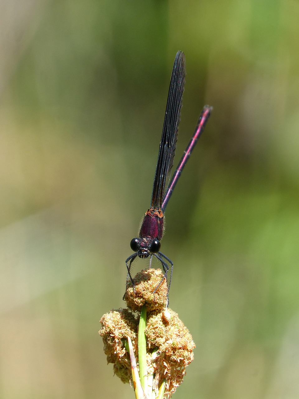 black dragonfly calopteryx haemorrhoidalis junco free photo