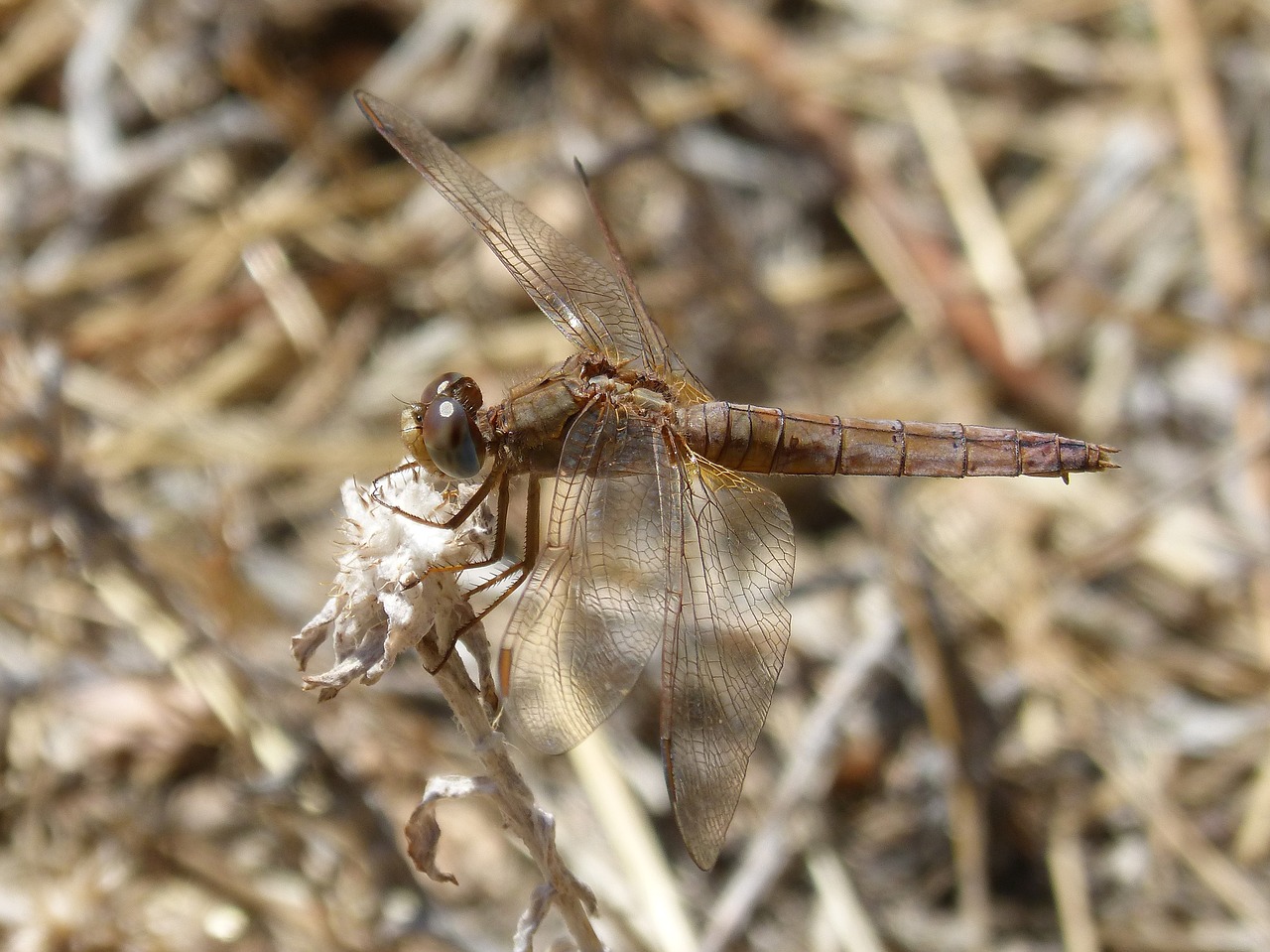 black dragonfly dragonfly sympecma fusca free photo