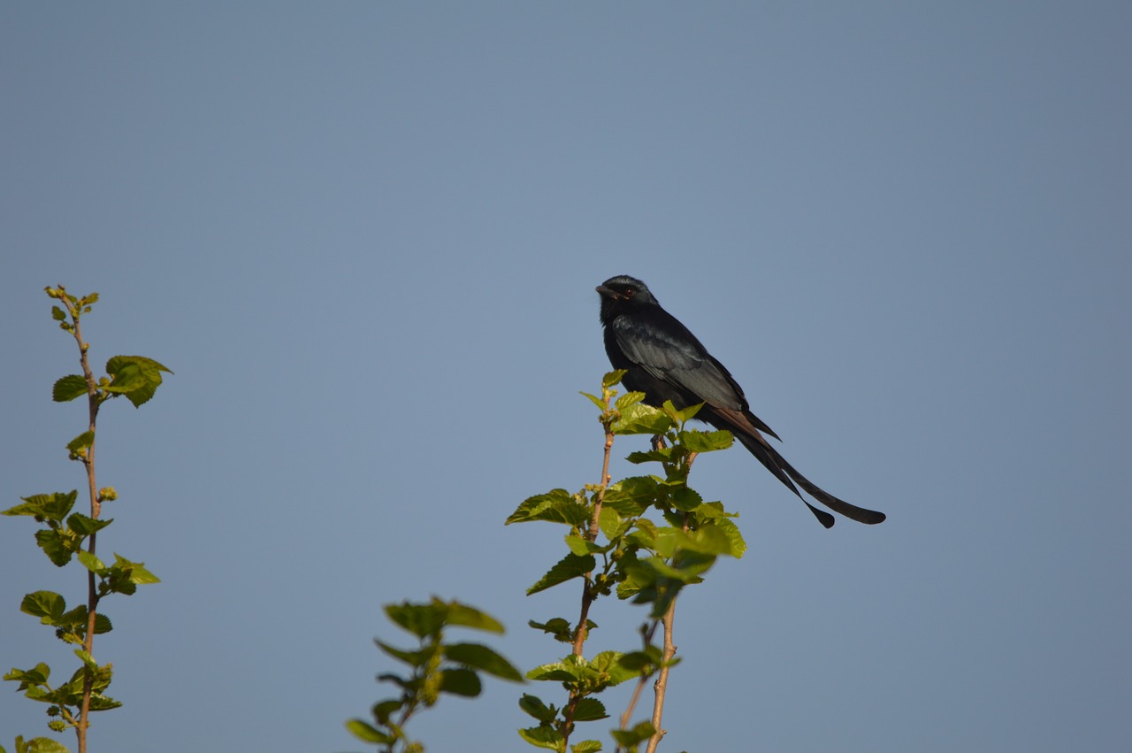 black drongo bird india free photo