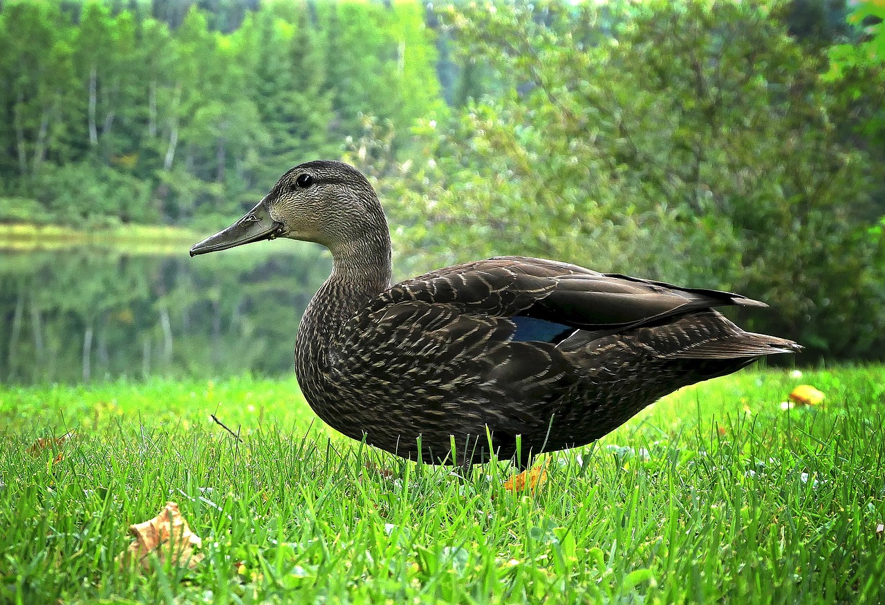 black duck  nature  lake free photo