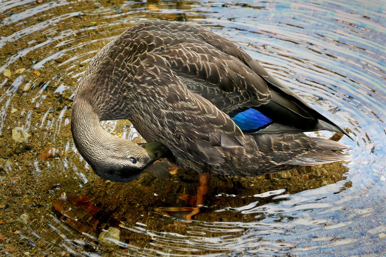 black duck  birds  nature free photo