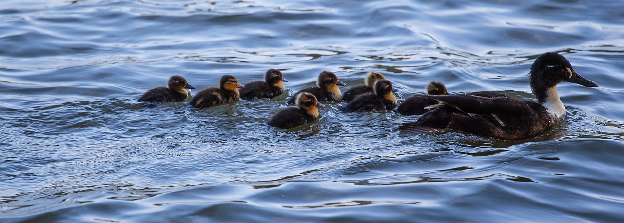 black duck  ducklings  swimming free photo