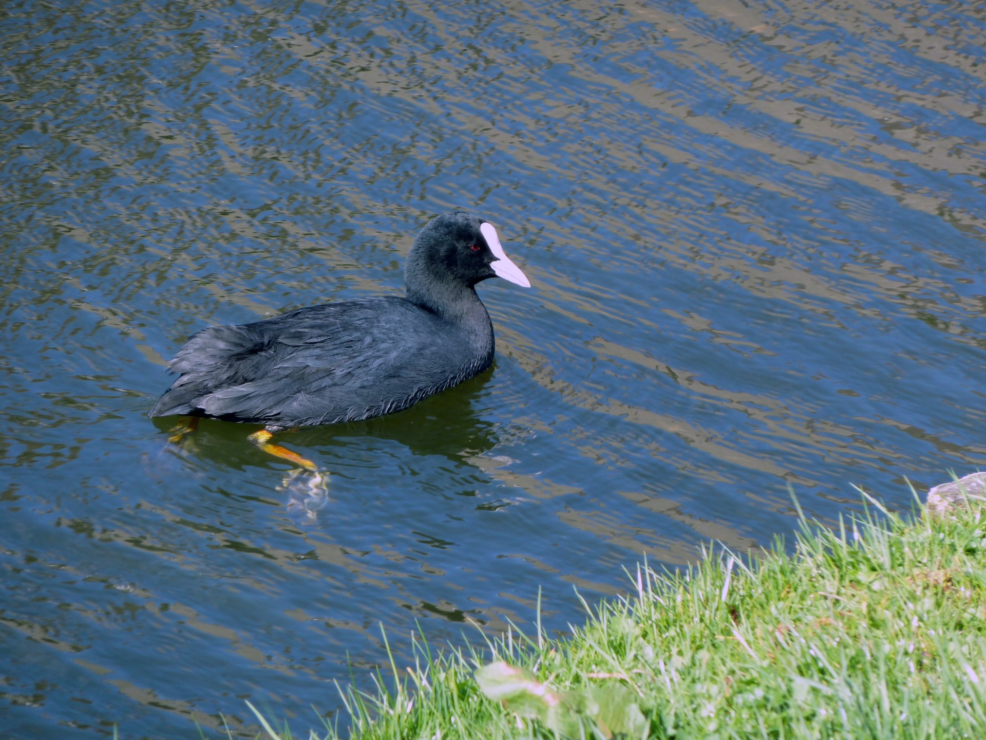 black duck duck duck swimming free photo