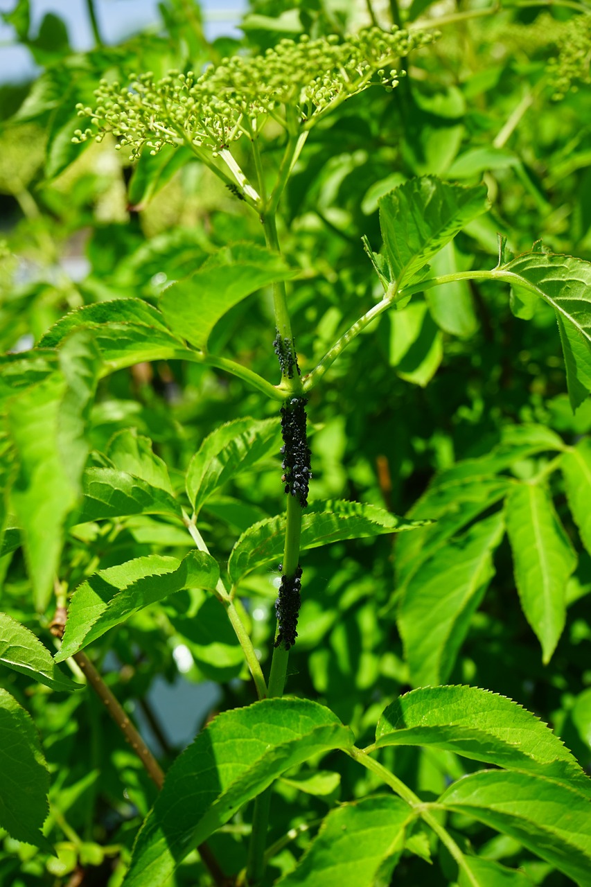 black elder aphids lice pests free photo