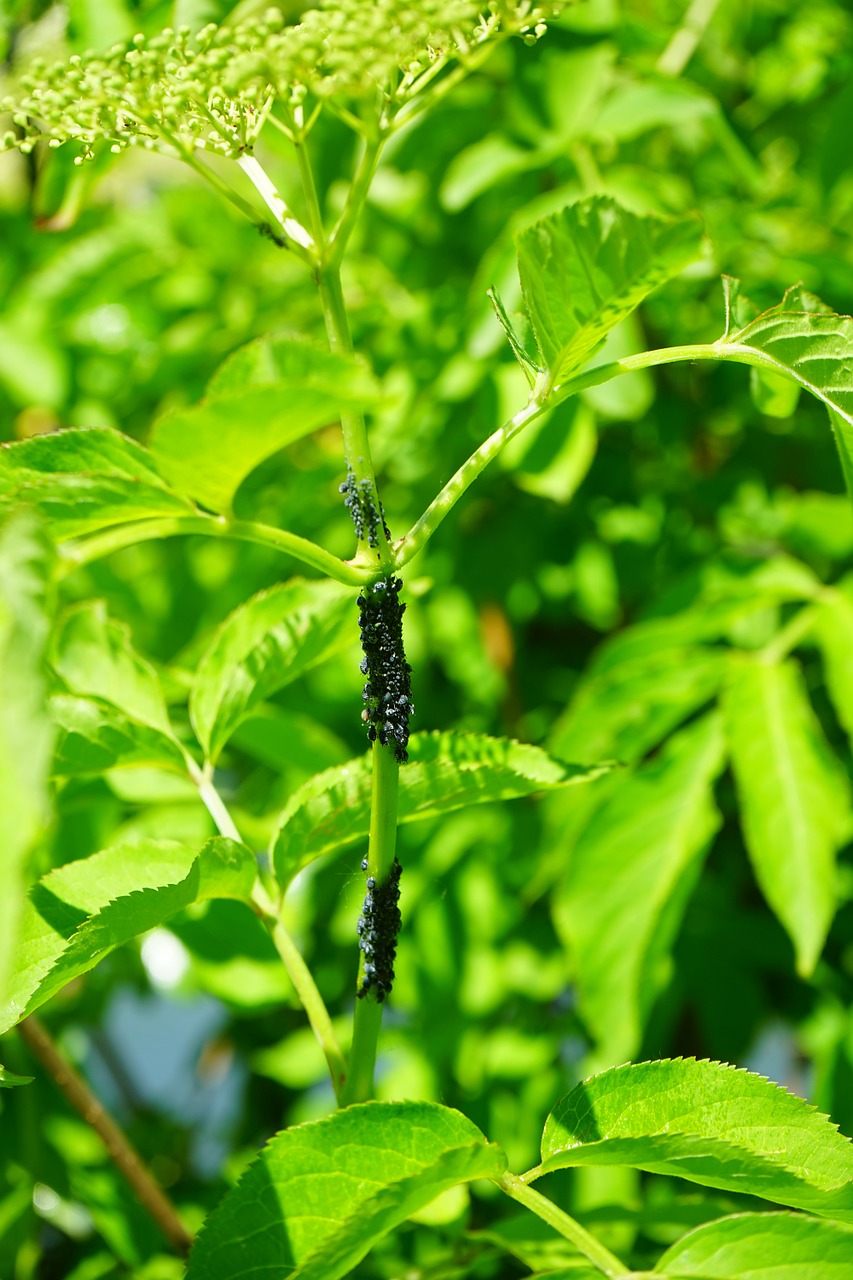 black elder aphids lice aphids free photo