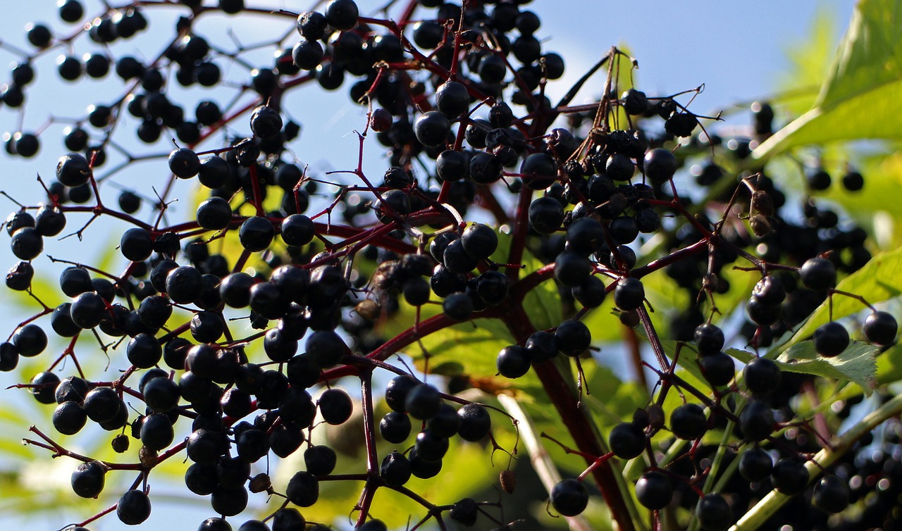 black elderberry sambucus nigra holder bush free photo