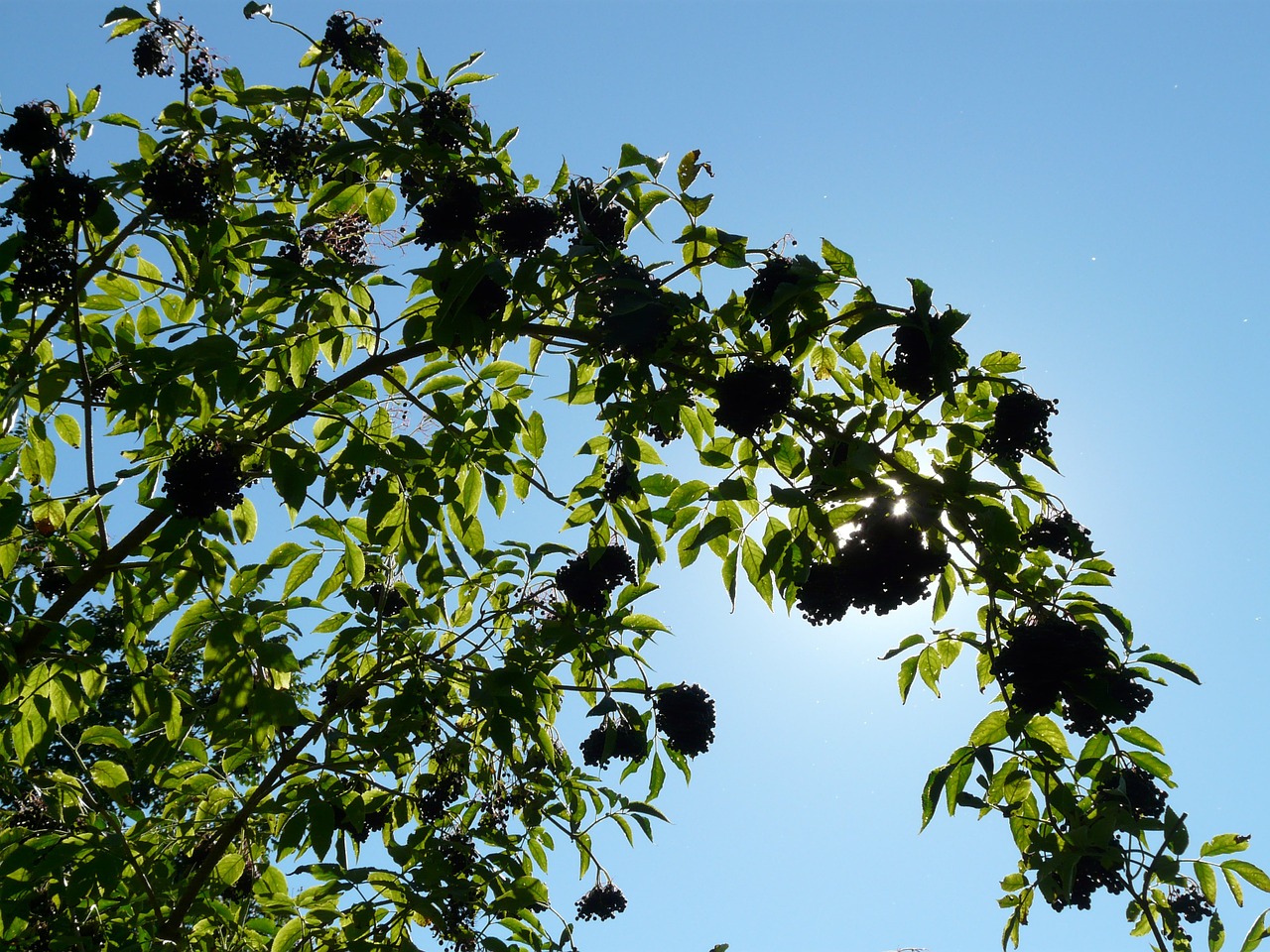 black elderberry sambucus nigra holder bush free photo