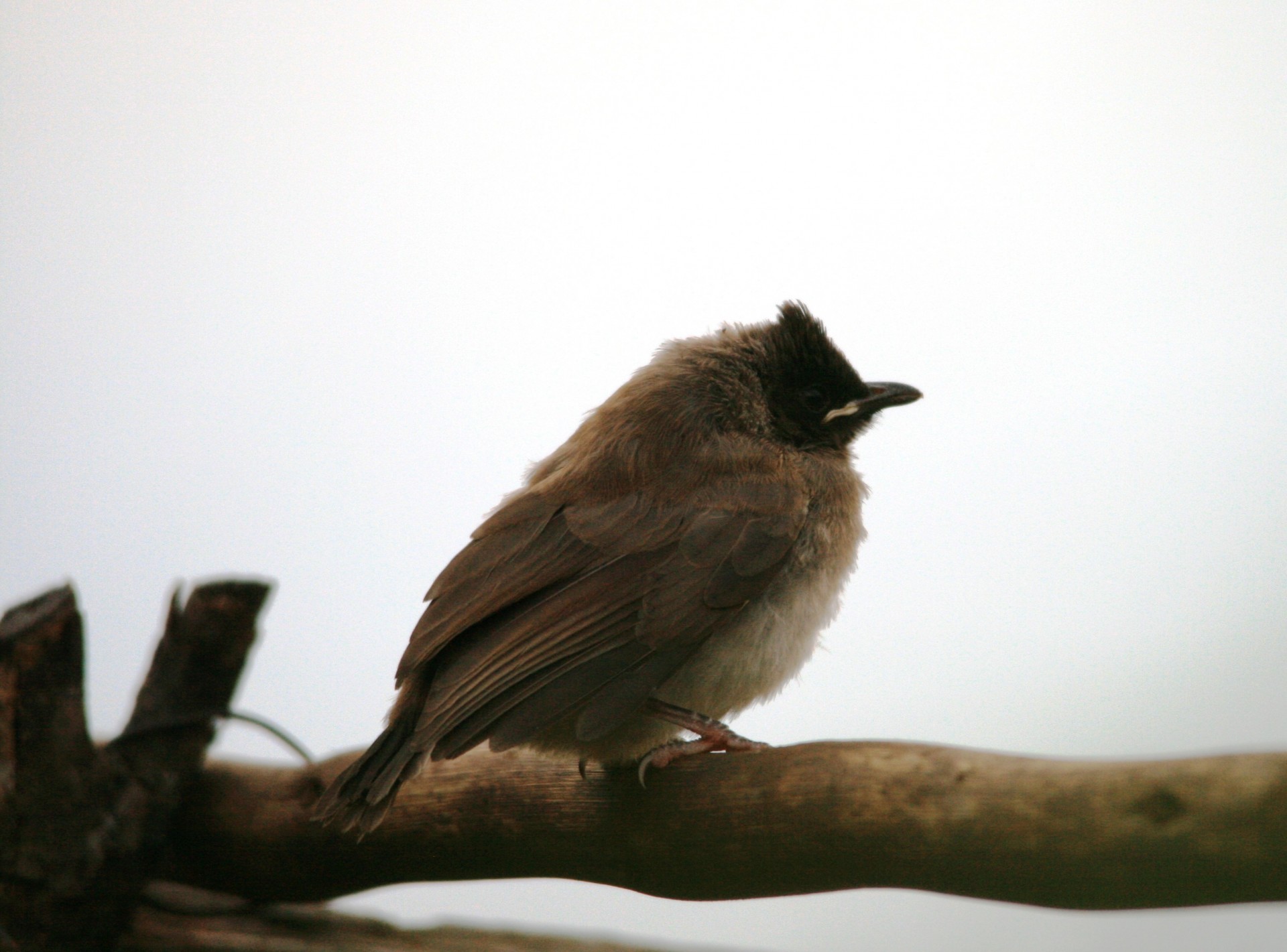 bird bul-bul black-eyed free photo