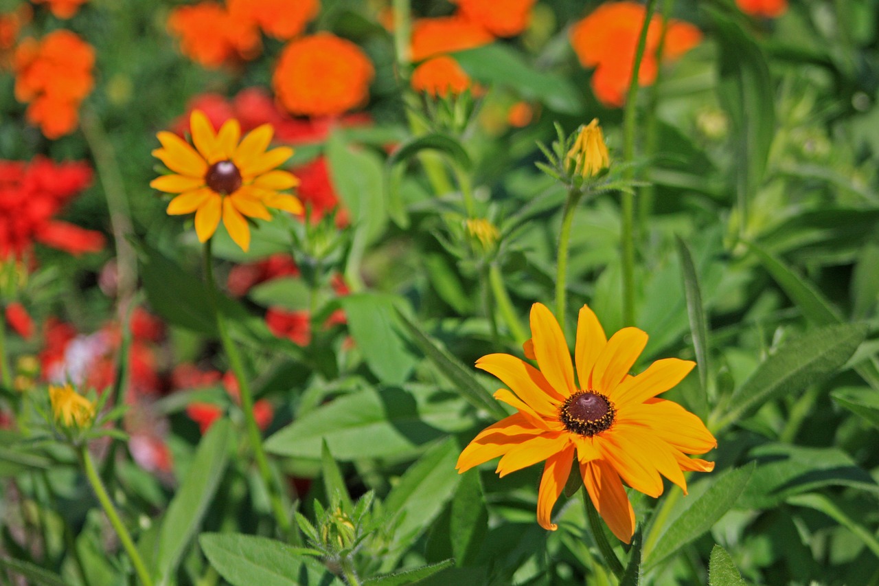 black-eyed rudbeckie flowers meadow free photo