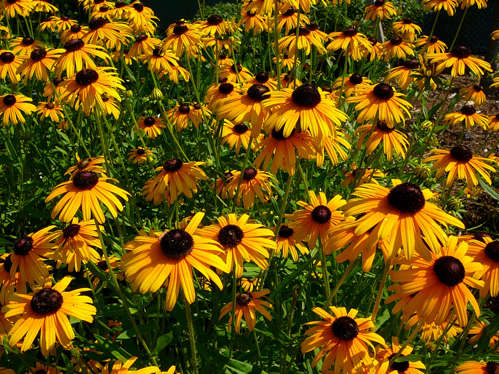 black eyed susan flower flowers free photo