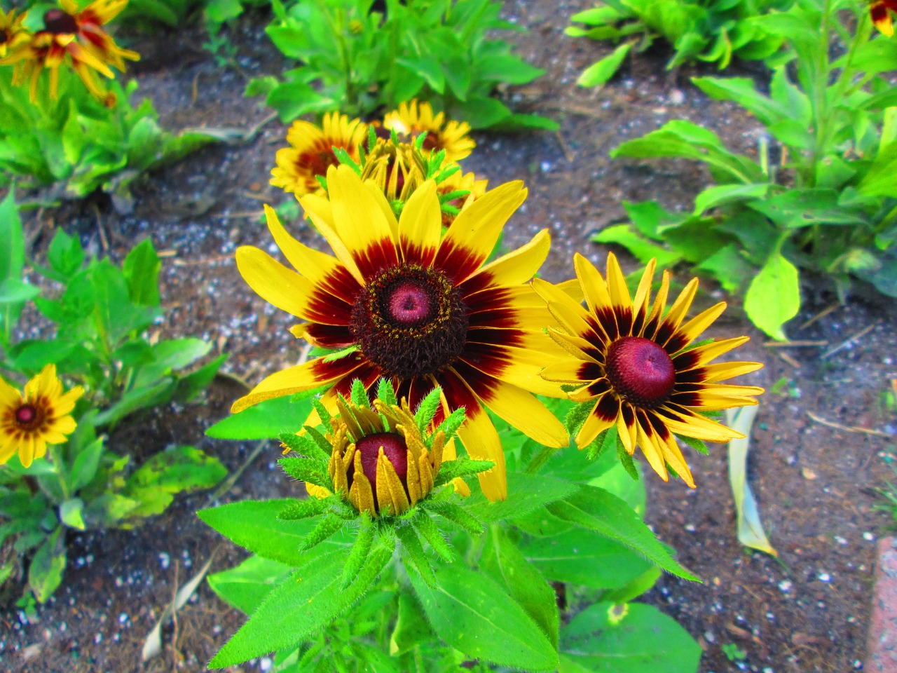 black eyed-susan flower yellow free photo