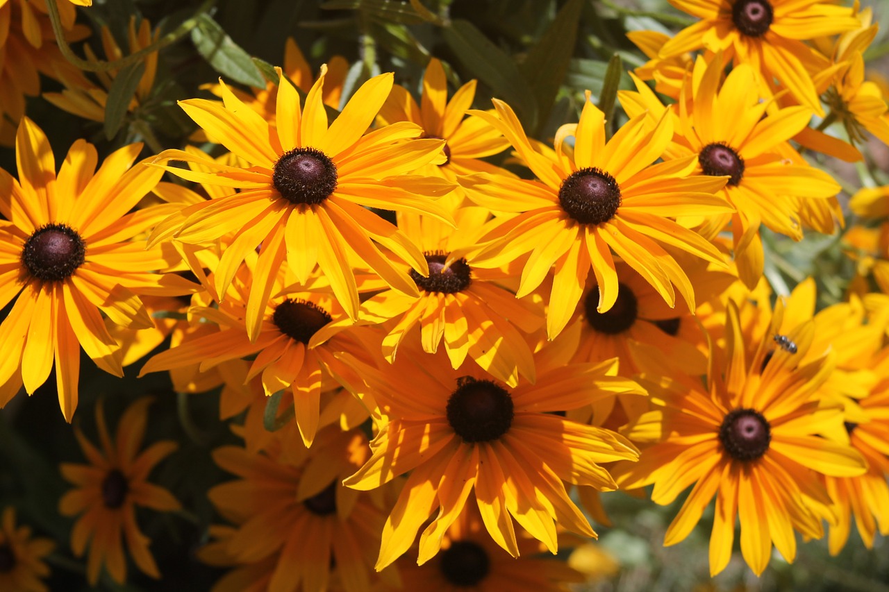 black eyed susan yellow flower free photo