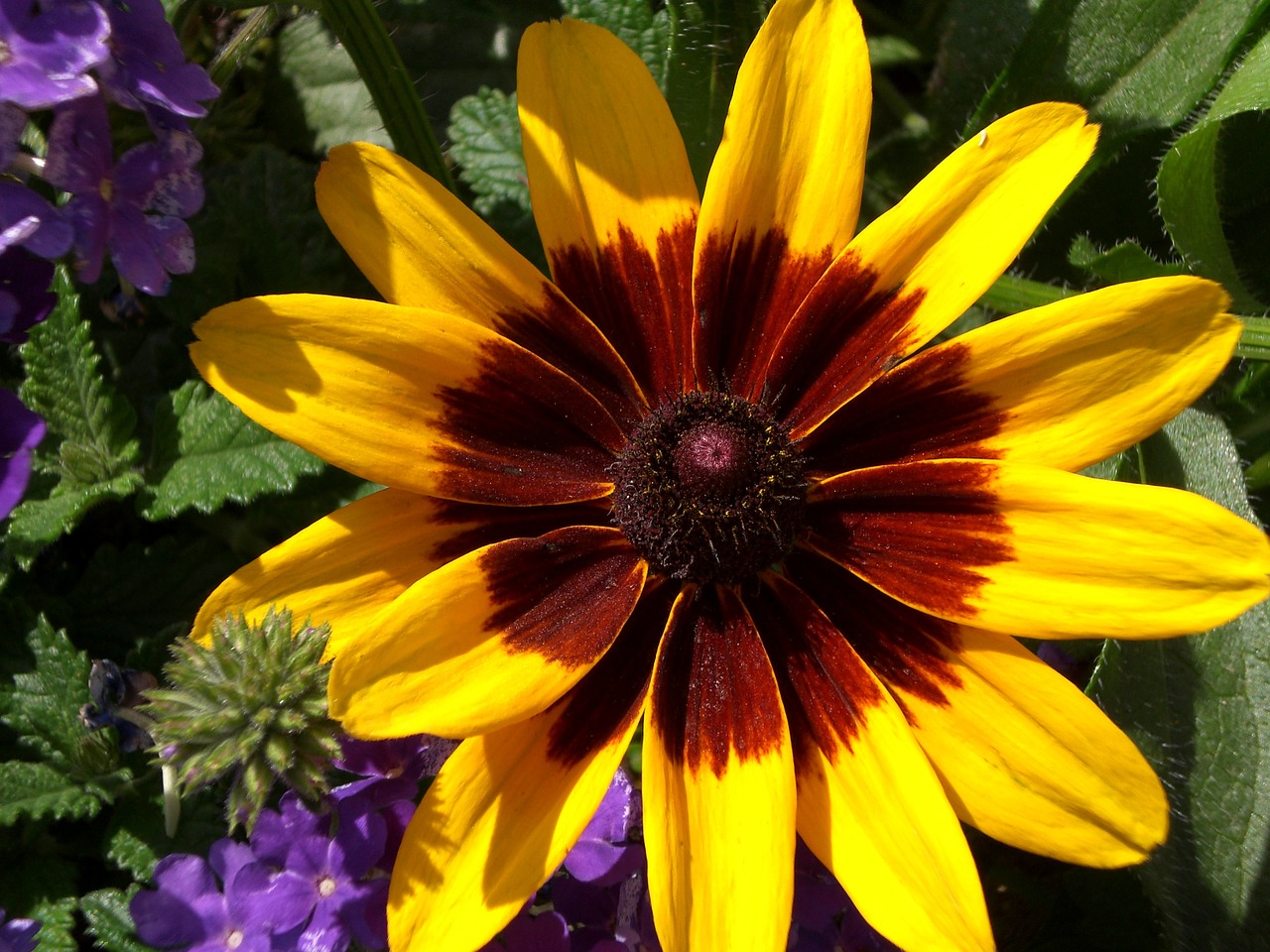 black-eyed susan yellow daisy daisy free photo