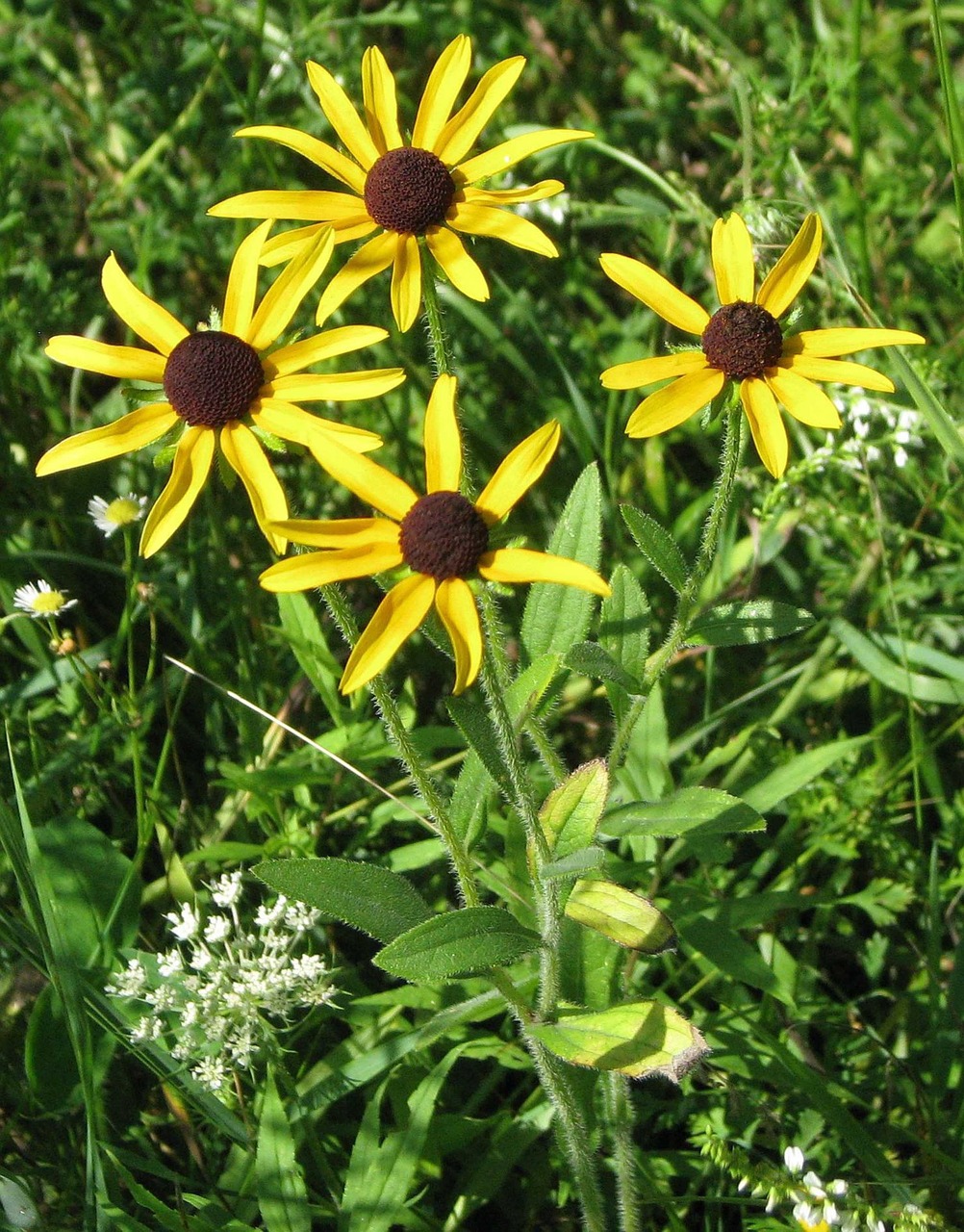 black-eyed susan brown-eyed susan brown betty free photo