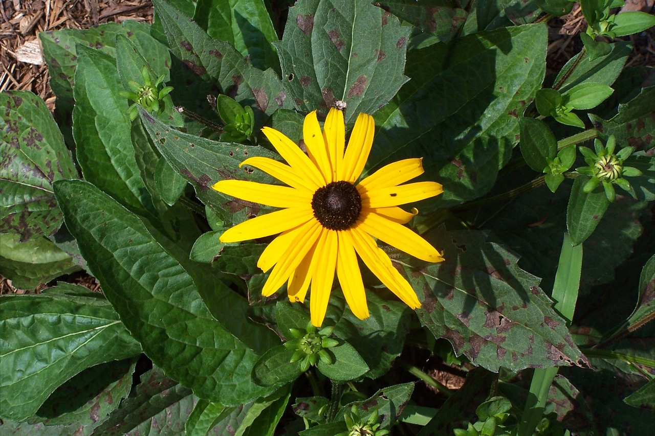 black-eyed susan flower rudbeckia free photo