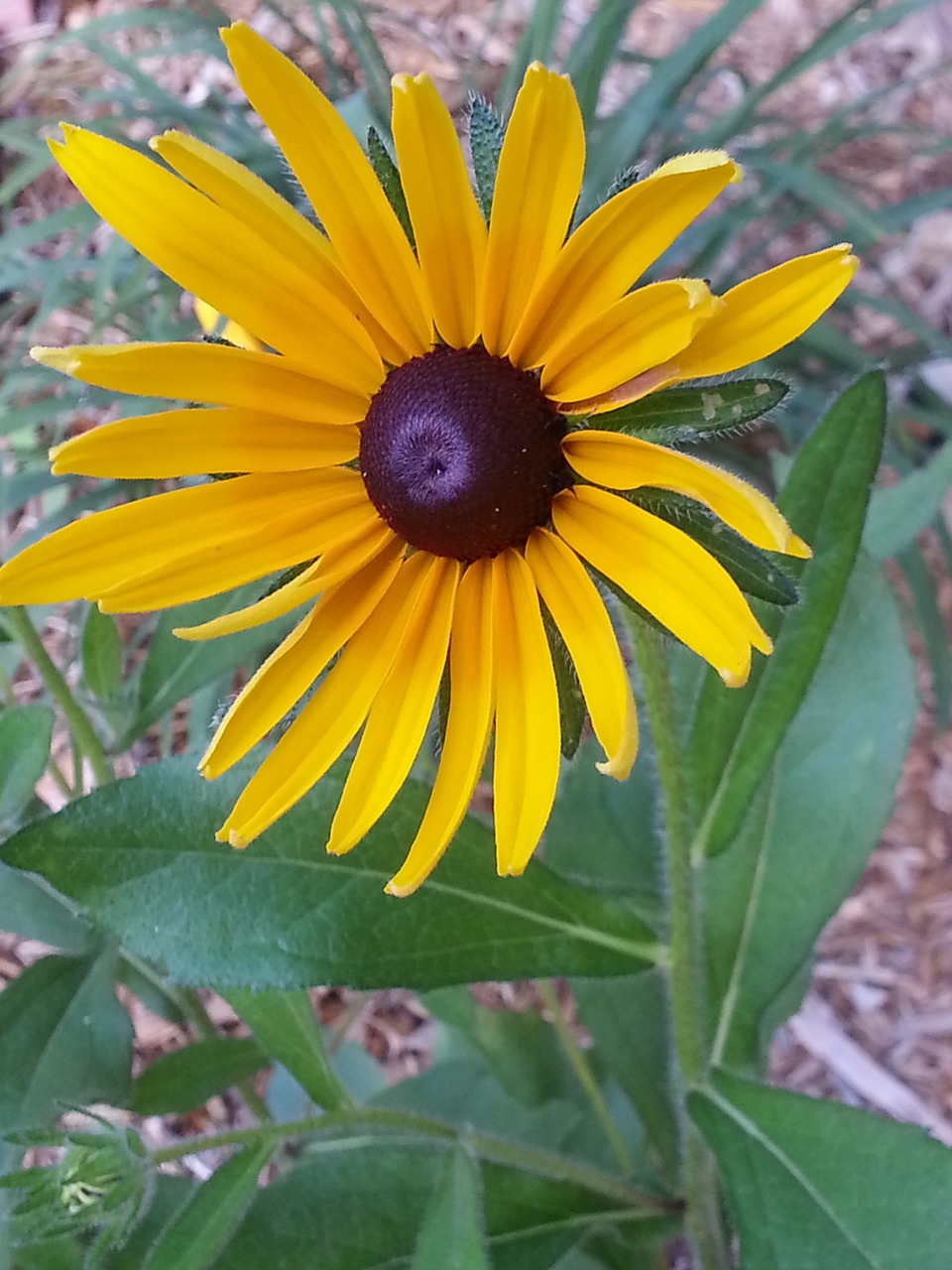 black-eyed susan rudbeckia yellow free photo