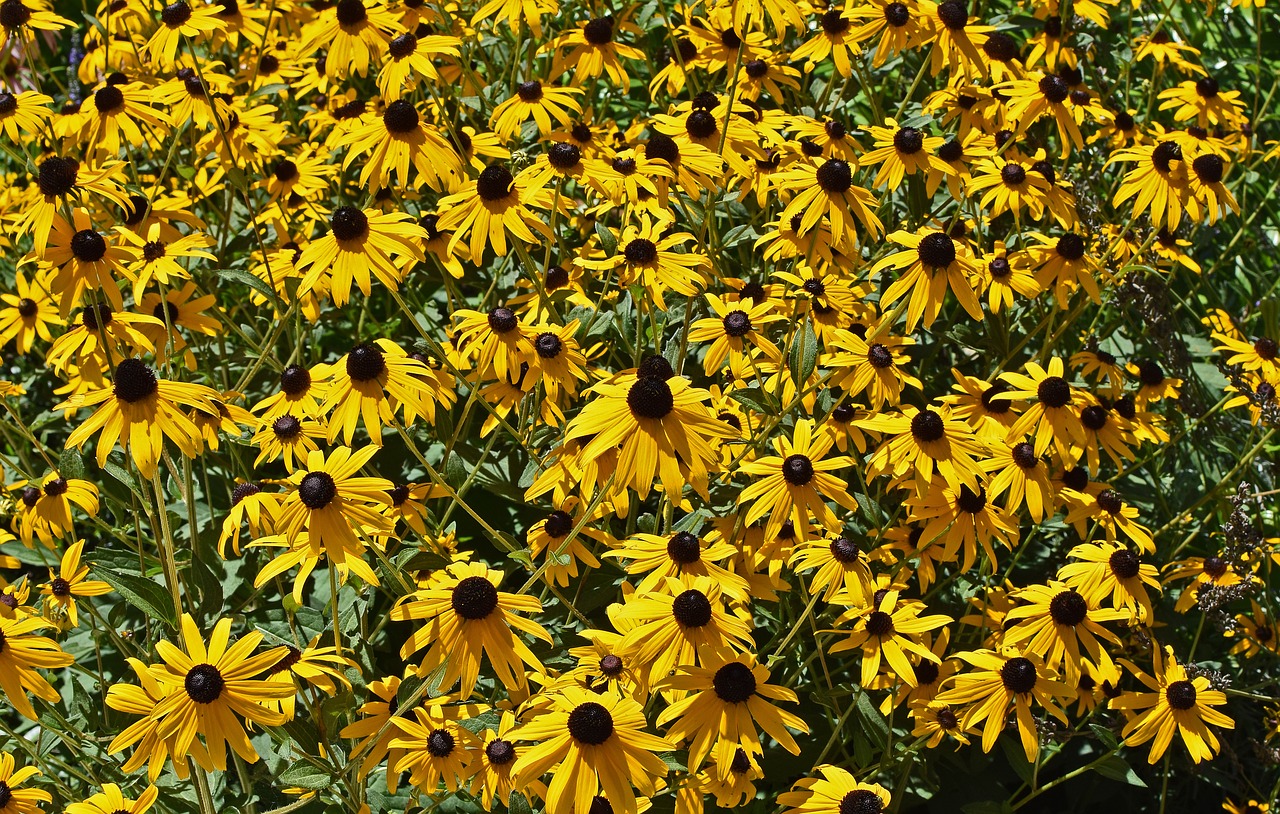 black-eyed susan flower blossom free photo