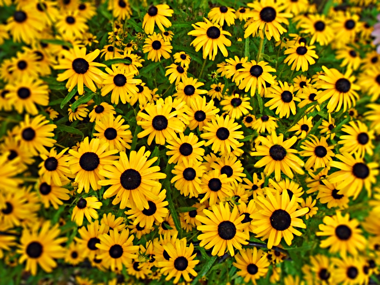 black-eyed susan flower yellow free photo