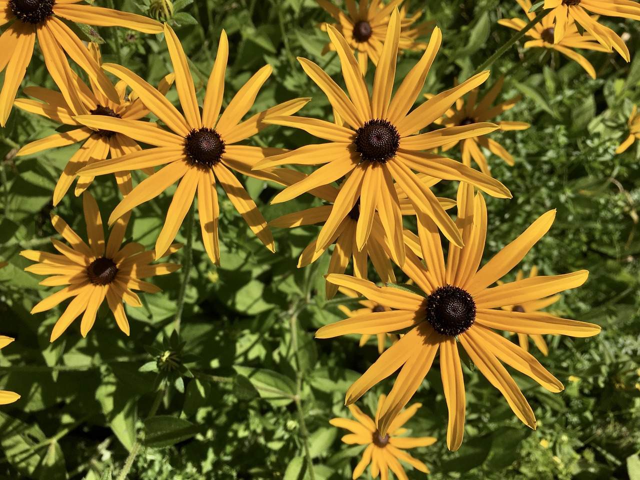 black-eyed susan flower blossom free photo