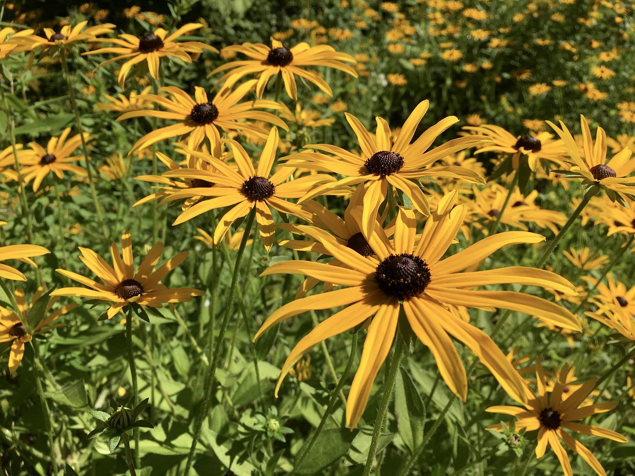 black-eyed susan flower blossom free photo