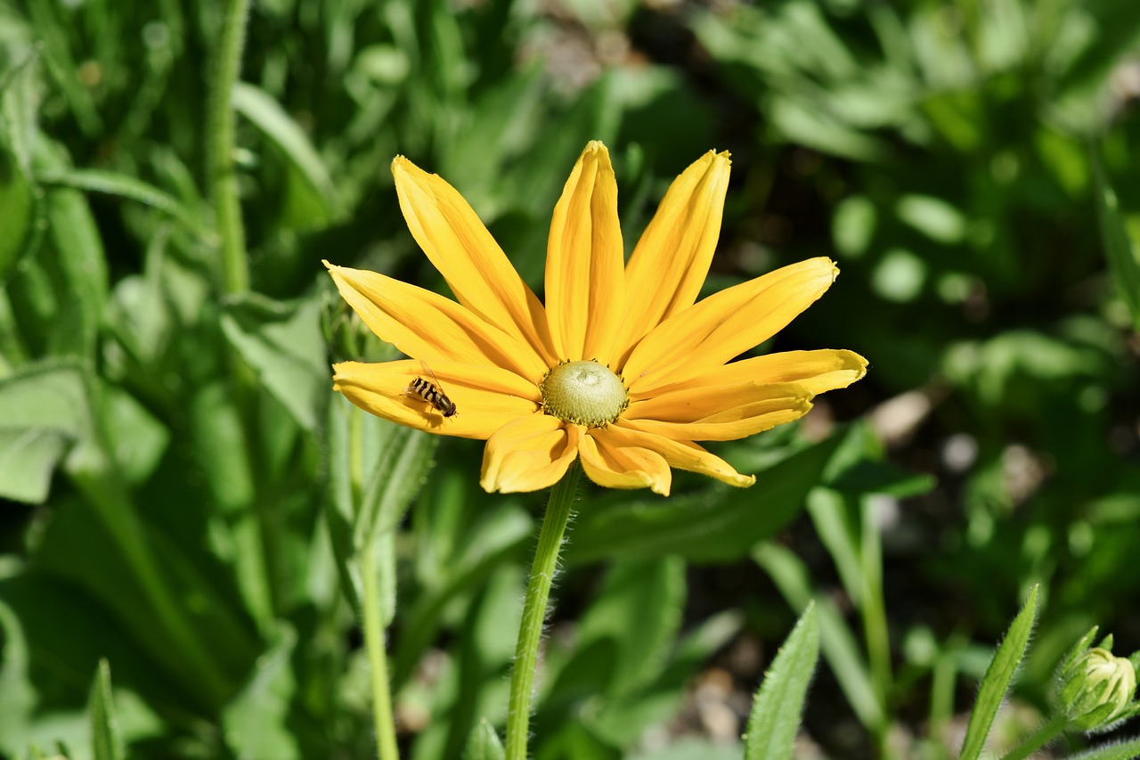 black eyed susan  rudbeckia  hirta free photo