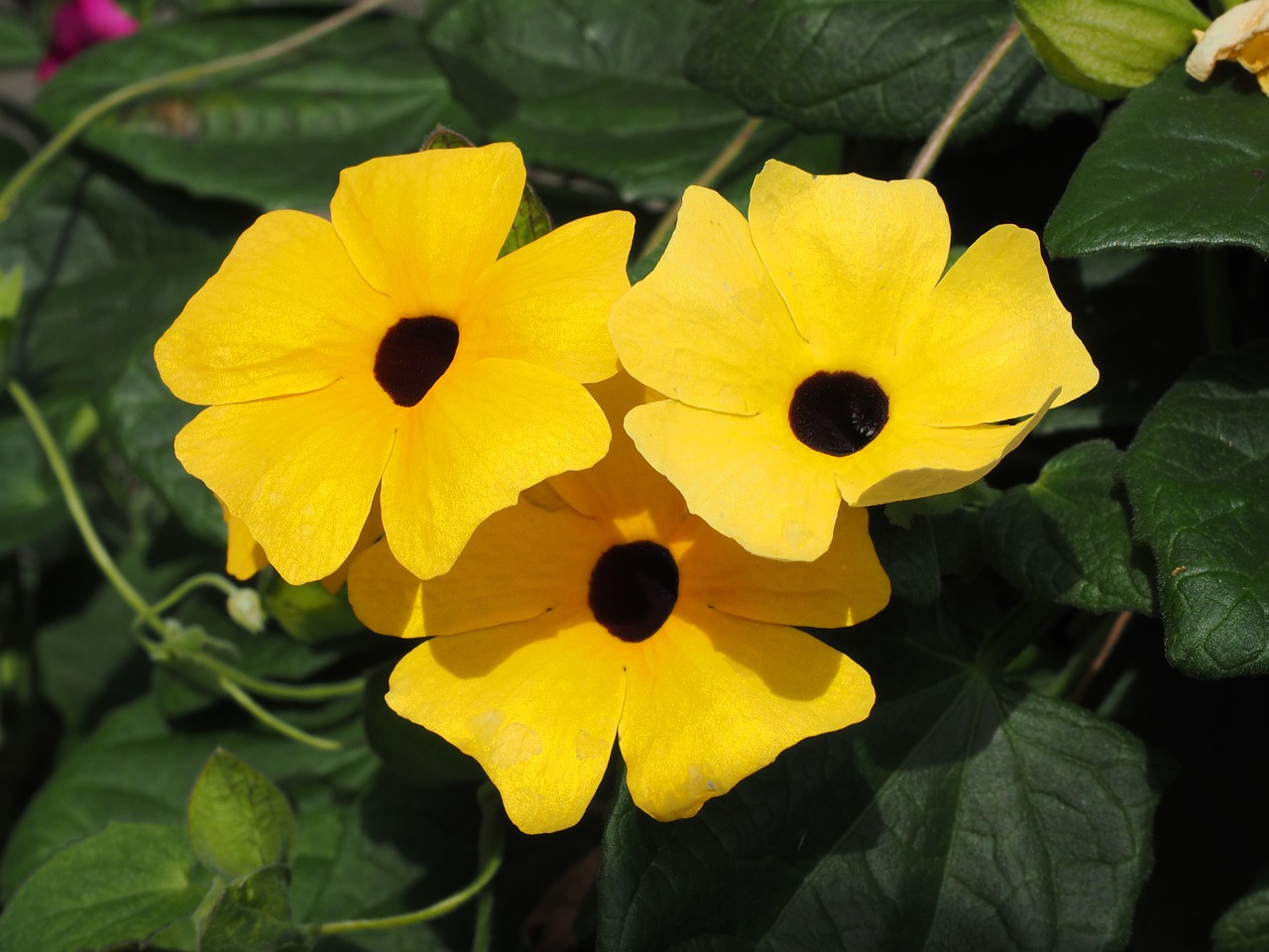 black eyed susan flowers yellow free photo