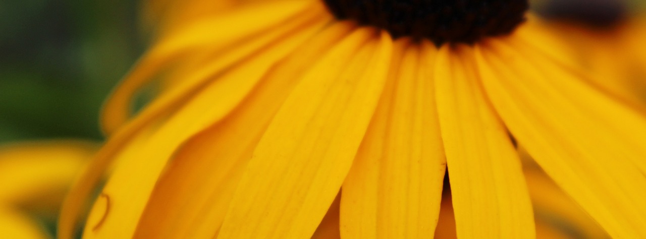 black eyed susan yellow daisy daisy free photo