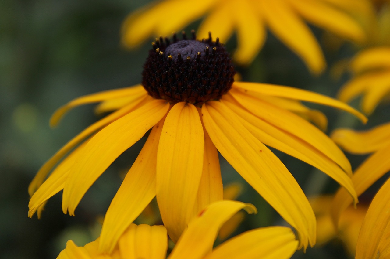 black eyed susan yellow daisy daisy free photo