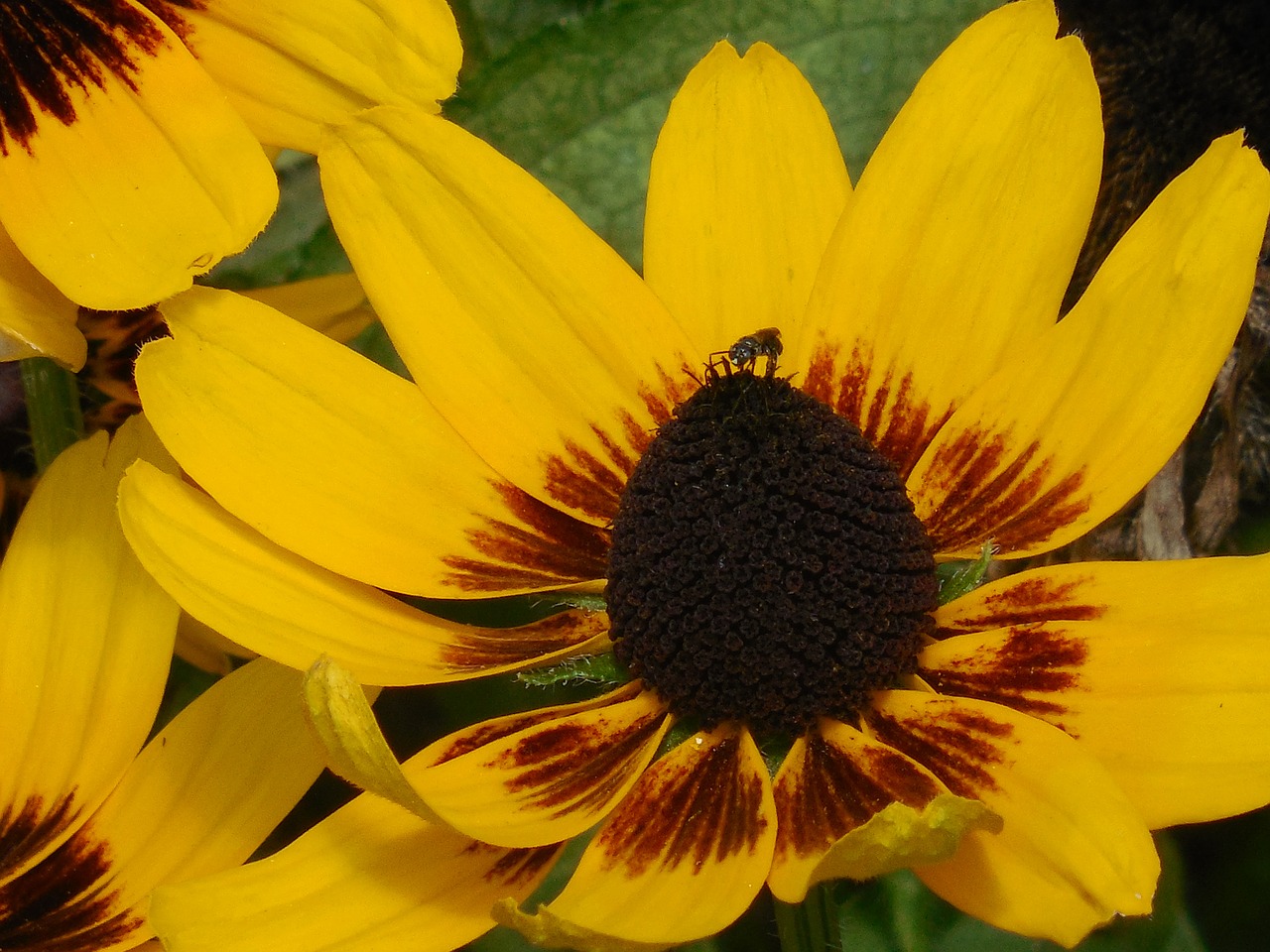black eyed susan flower yellow free photo