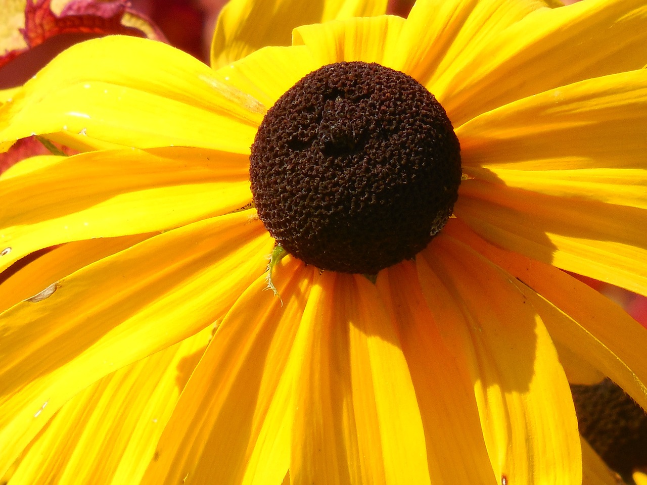 black eyed susan flower yellow free photo