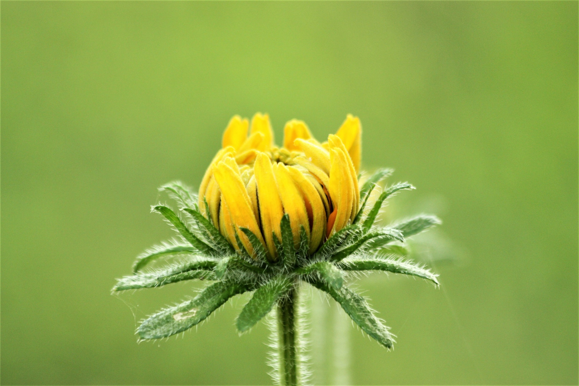 nature plants flowers free photo