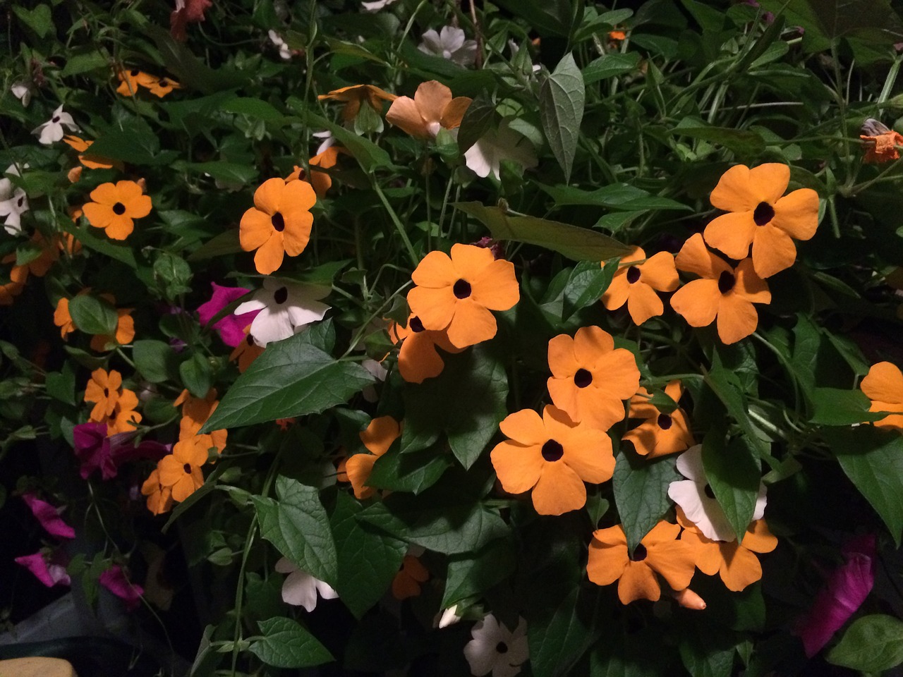 black eyed susan vine orange flowers garden free photo