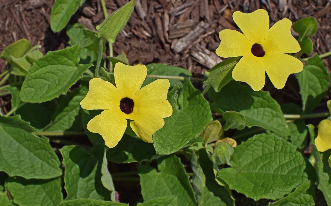 black-eyed susan vine vine flower free photo