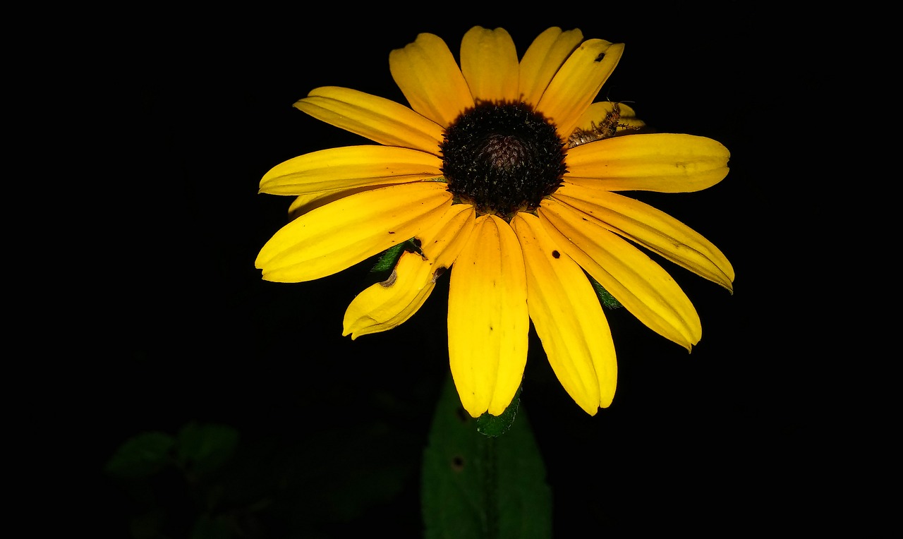 black-eyed susans flower rudbeckia free photo