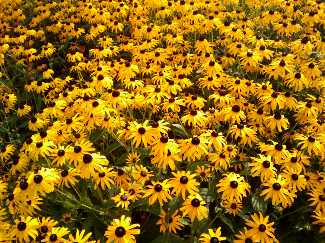 black eyed susans free photo