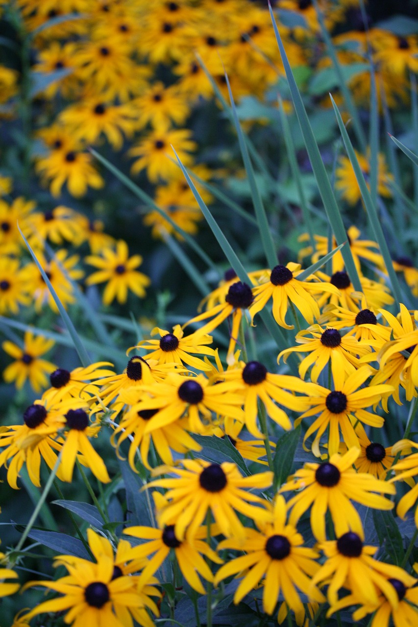 black eyed susans  yellow flowers  black and yellow flowers free photo