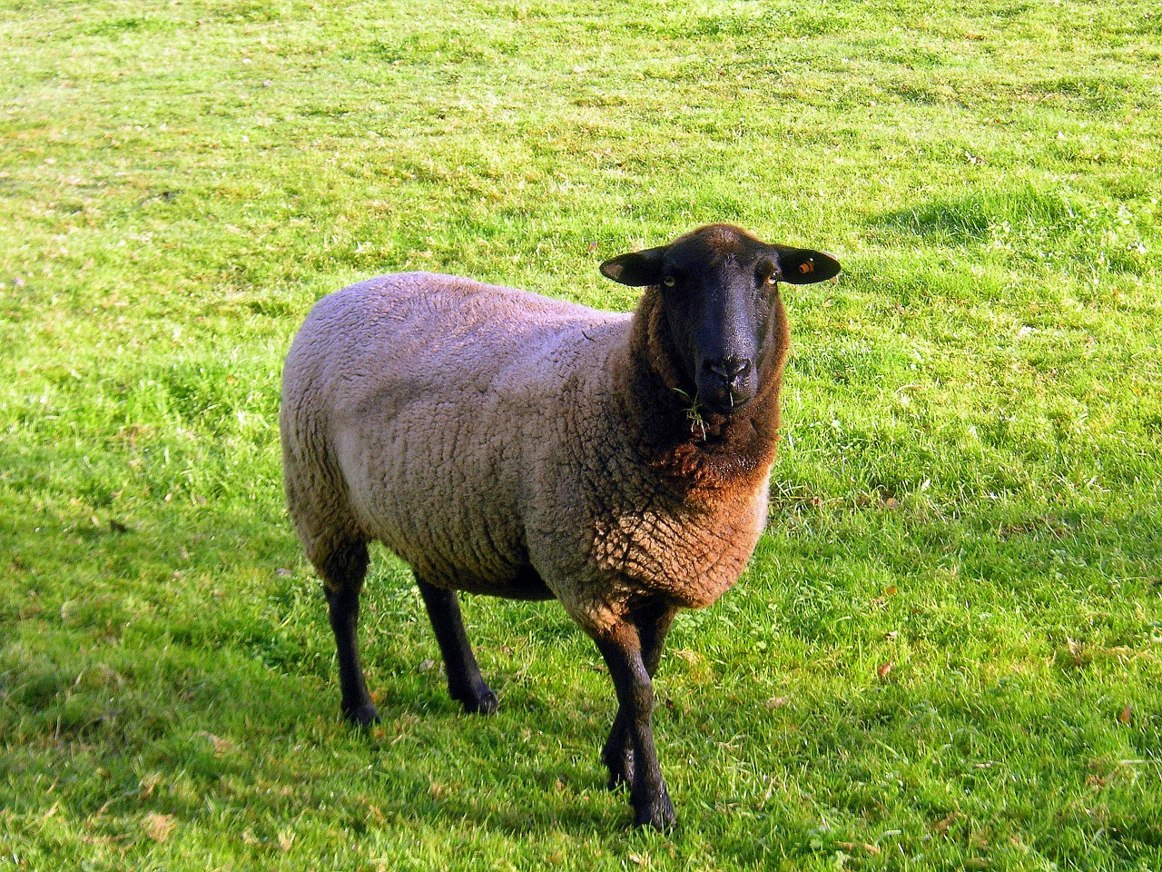 black face sheep sheep animal free photo